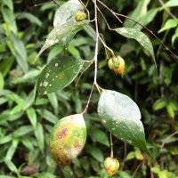 Balanocarpus kitulgallensis Kosterm.